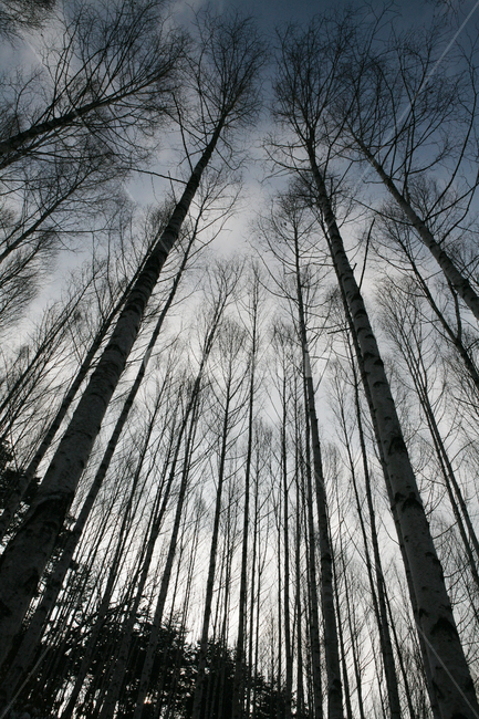 sky,birch tree,snow mountain,snow scene,winter forest,birch,tree,winter,plant,season,birchtree,high angle,landscape