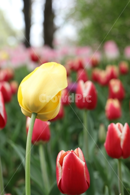 꽃,튤립,꽃밭,봄,계절,색깔,공원,자연,flowers,tulips,spring,season,park,colors,colorful,field,nature,봄,계절,spring,season,식물,자연,plants,nature,꽃,flower,plant,blossom