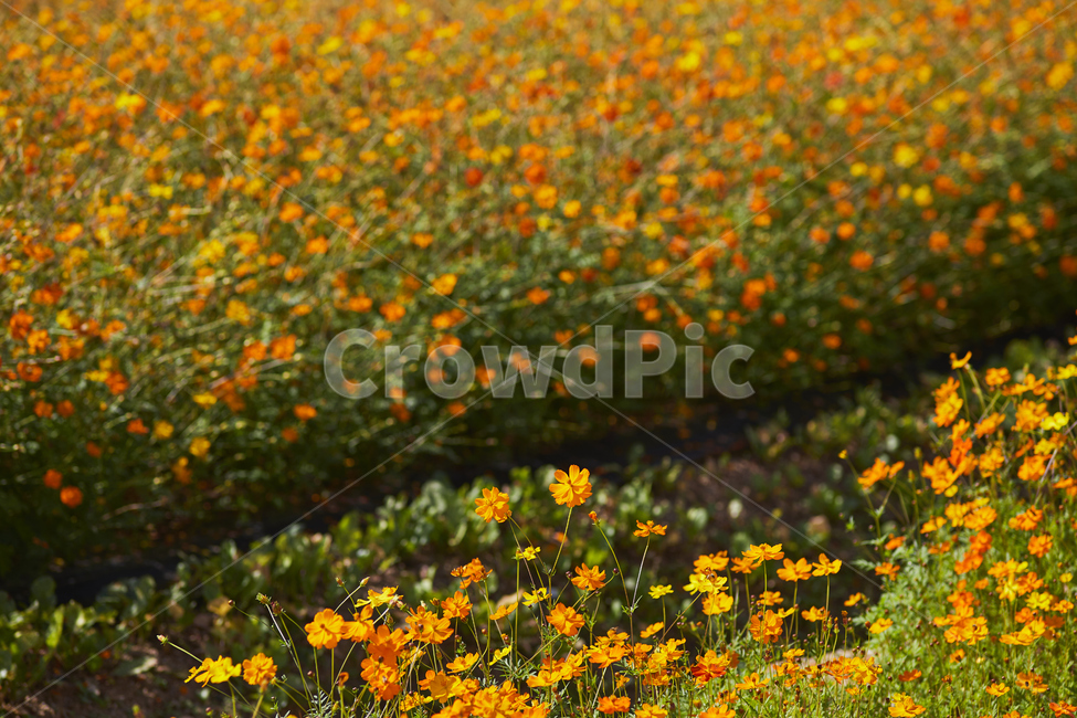 코스모스,황화코스모스,꽃,가을,공원,outdoors,들,자연,nature,field,식물,자연,plants,nature,꽃,flower