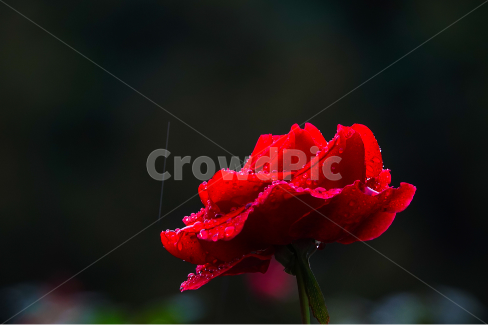 rose,장미,꽃,flower,plant,식물,공원,여름,식물,자연,plants,nature,꽃,flower