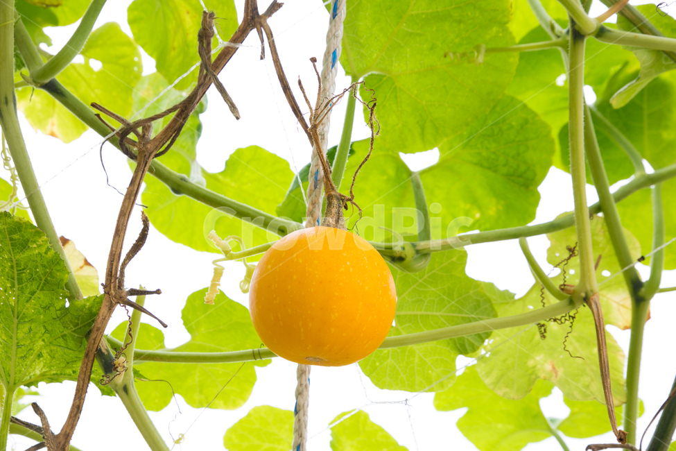 박터널,대롱박,관상박,주렁주렁,호박,애호박,늙은호박,식물,자연,plants,nature,과일,열매,fruit