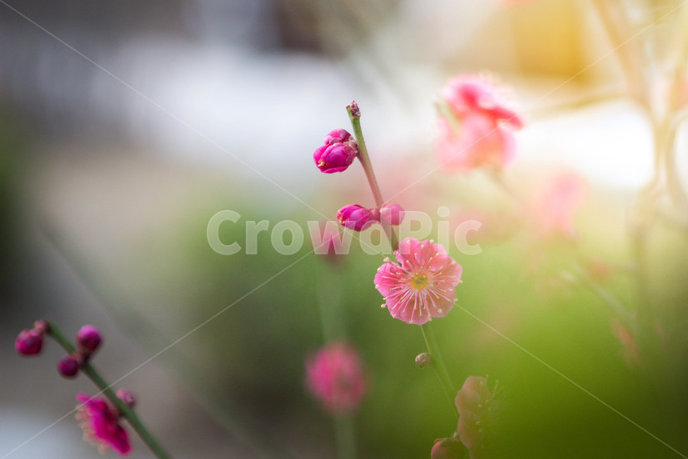 매화,매화꽃,매화나무,봄꽃,꽃,봄날,봄,계절,spring,season,식물,자연,plants,nature,꽃,flower,plant