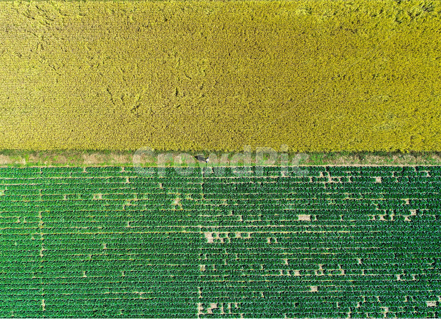 배추,논,가을,수확,드론사진,컬러,color,계절,색,대비,산업,industry,industrial,농업,농사,agriculture,farming,farming industry