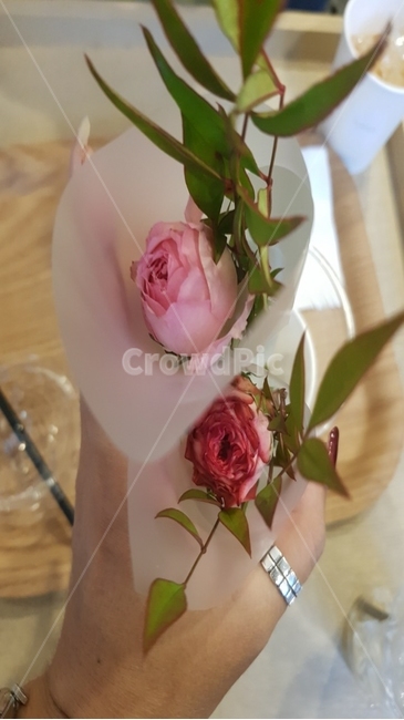 Tulip,two flowers,hand holding a flower,flower,flowers and hands