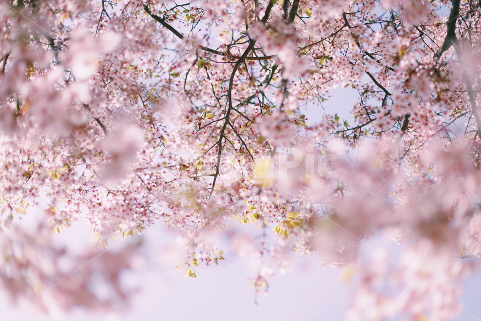 꽃,벚꽃,하늘,나무,꽃잎,flower,봄,꽃나무,계절,감성,봄,계절,spring,season,식물,자연,plants,nature,꽃,flower,plant,blossom