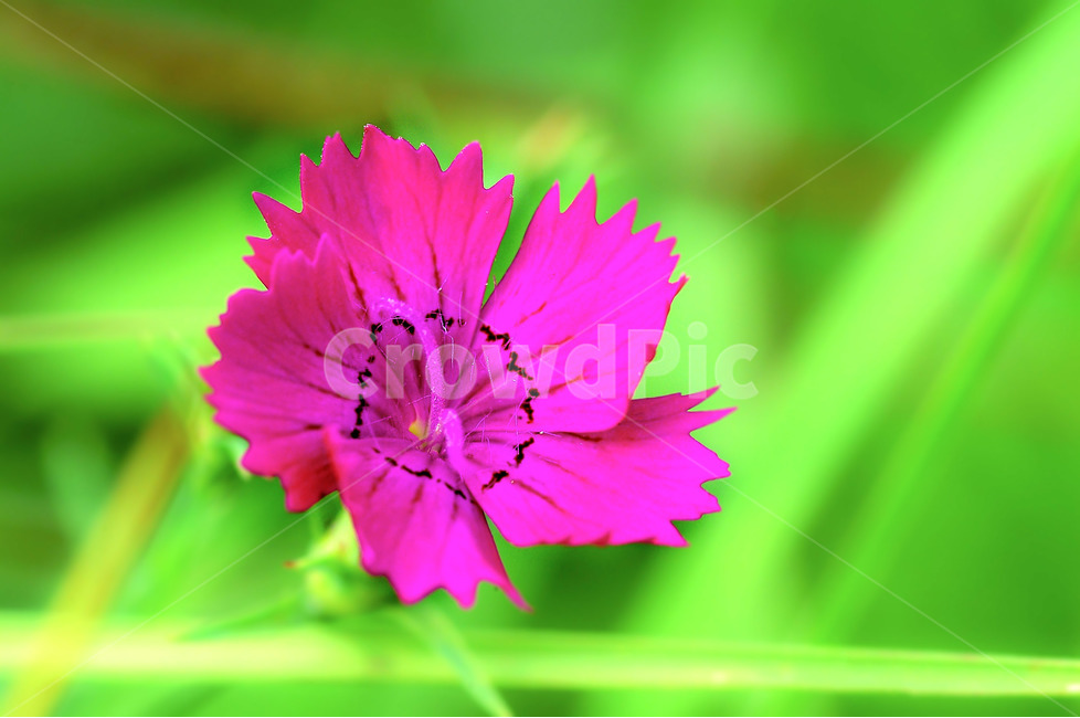 꽃,봄,패랭이꽃,초록,핑크,식물,자연,plants,nature,꽃,flower