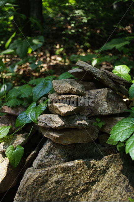 초록,돌탑,나무,잎,식물,plant,자연,nature,식물,자연,plants,nature