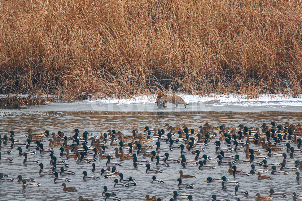삵,사냥,자연,오리,야외,동물,animal,조류,새,birds