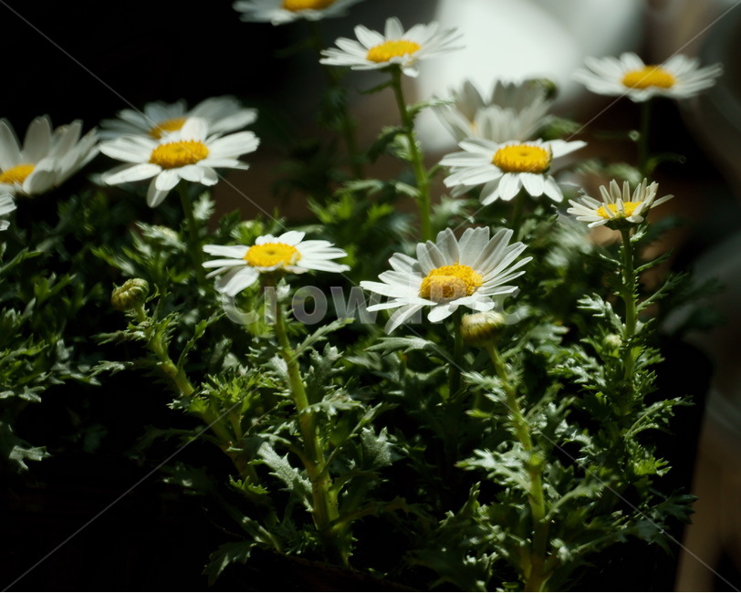 꽃,국화,꽃잎,줄기,식물,식물,자연,plants,nature,꽃,flower