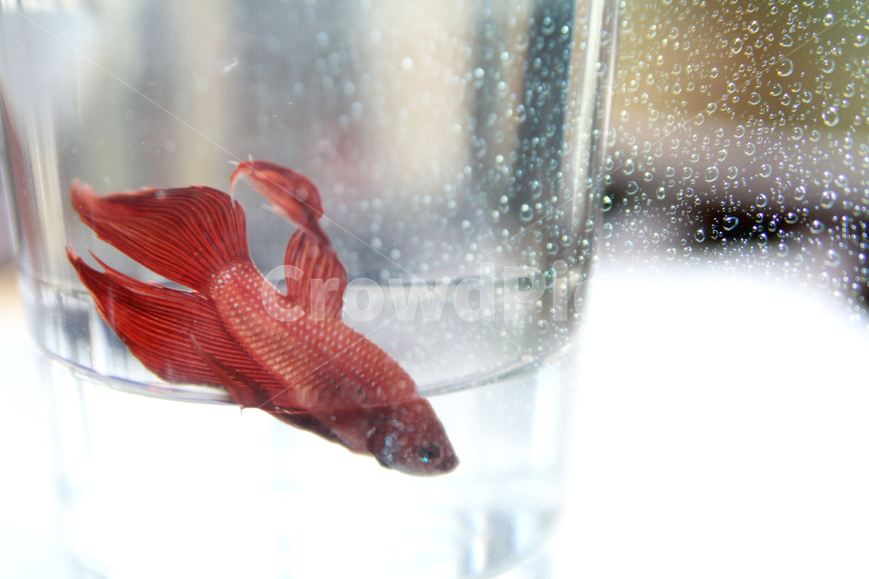 물고기,열대어,베타,레드,동물,animal,어류,fish,감성,감성사진