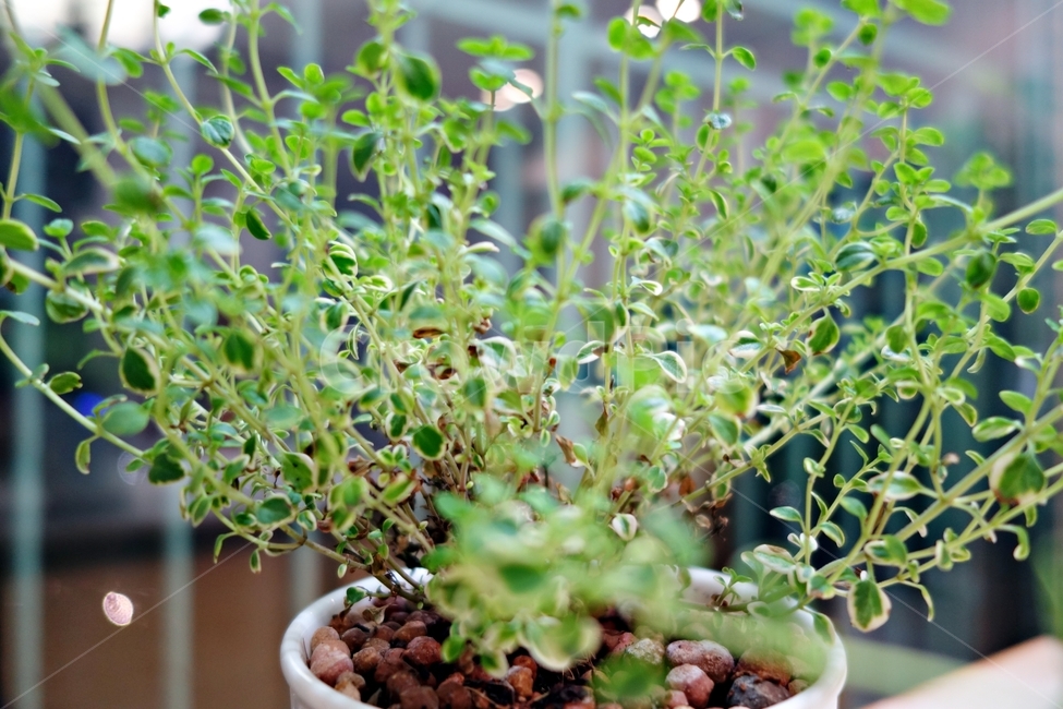 트리안,식물,자연,화분,초록,식물,자연,plants,nature