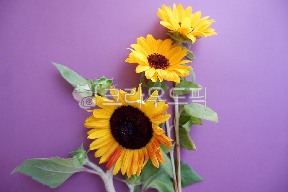 해바라기,꽃다발,꽃,계절꽃,꽃꽃이,플라워,컬러풀,꽃잎,보라색,flower,sunflower,flowerarrangement