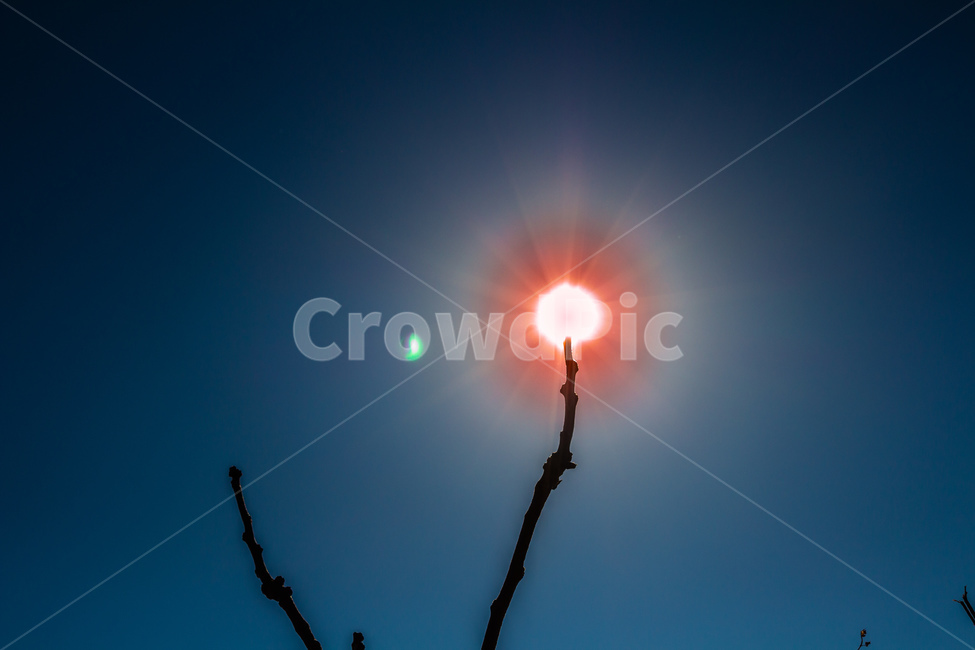 분위기,태양,신비함,나무,햇빛,감성,자연,자연,풍경,nature,landscape,flare,플레어,light,빛