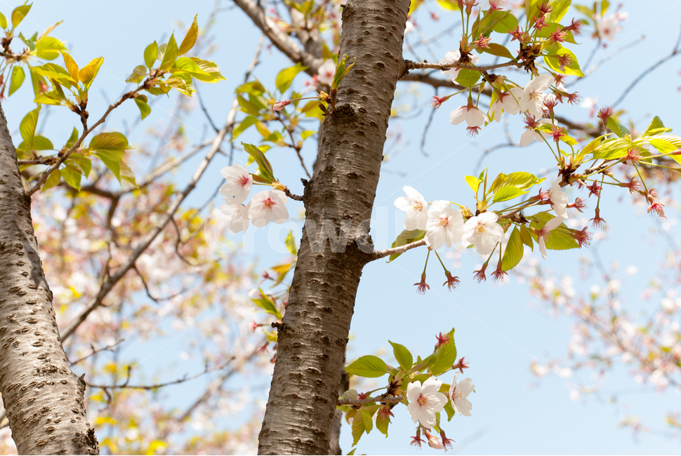 봄,벚꽃,꽃,배경,자연,풍경,하늘,나무,공원,cherryblossoms,식물,벚나무,매화,계절,축제,조경,나뭇가지,시골,경치,화사한,핑크,향기,분홍,맑음,spring,season,flower,생화,만개,만발,봄,계절,spring,season,식물,자연,plants,nature,꽃,flower,plant