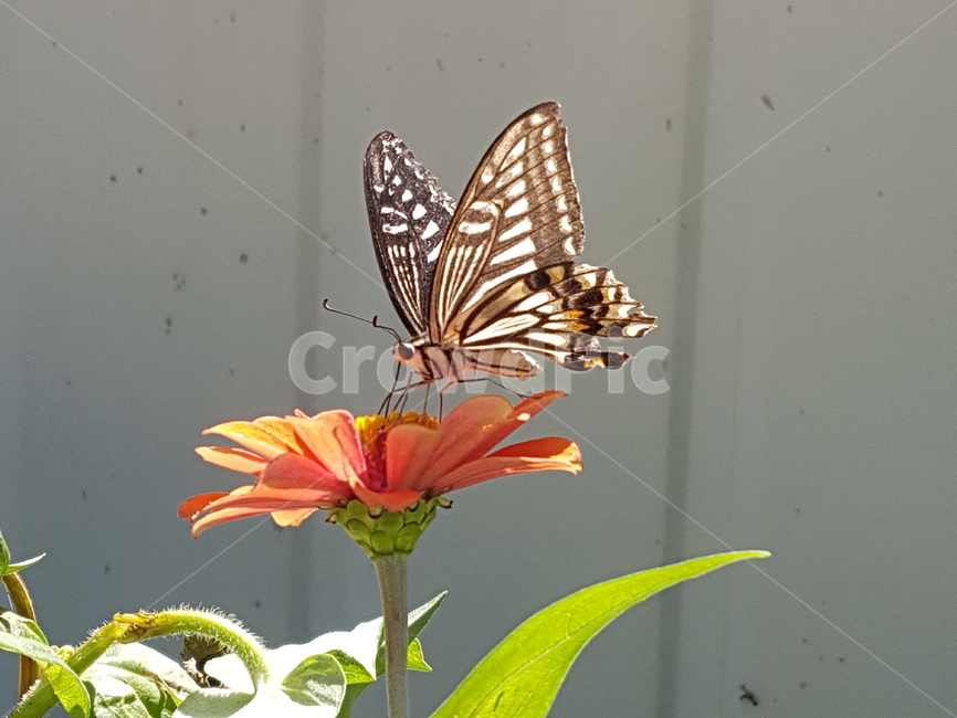 나비,insect,butterfly,animal,plant,꽃,곤충,벌레,insect,bug