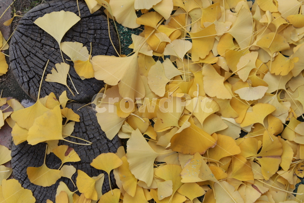 leaf,잎,식물,낙엽,가을,나뭇잎,가을낙엽,단풍,노란단퐁,가을,계절,fall,autumn,season,plant