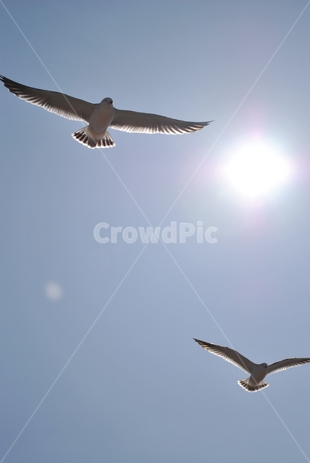 갈매기,비행,날개,하늘,조류,seagull,flying,wing,sky,bird,동물,animal,조류,새,birds