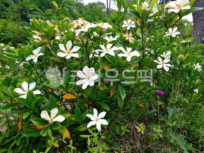 치자꽃,치자나무,식물,flower,꽃,정원수,gardenia