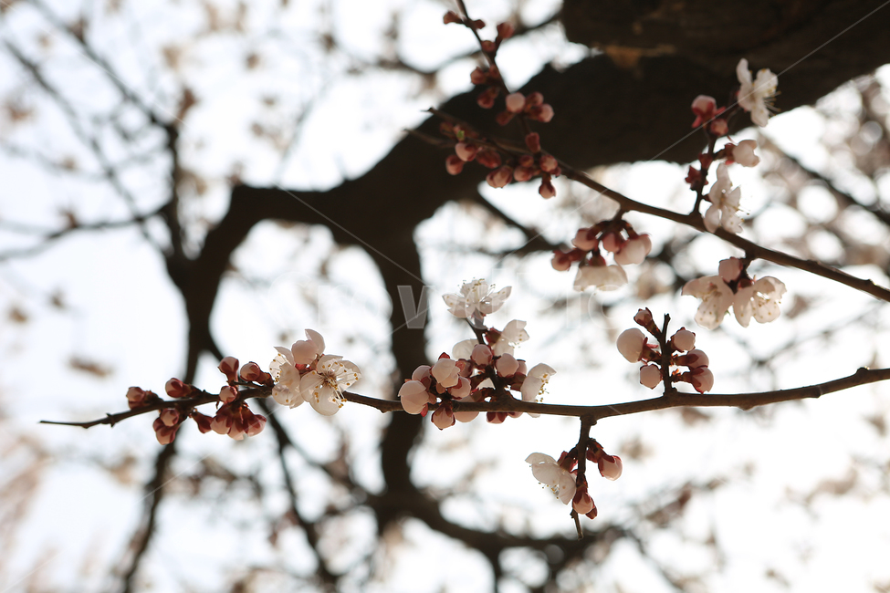 봄,꽃,하늘,spring,flower,벚꽃,나무,tree,봄,계절,spring,season,식물,자연,plants,nature,꽃,flower,plant,blossom