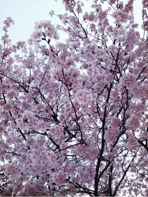벚꽃축제,봄,벚꽃,봄꽃,분홍꽃,봄,계절,spring,season,식물,자연,plants,nature,꽃,flower,plant,blossom