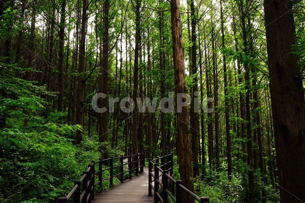 숲,자락길,메타세콰이어,상쾌함,산책,forest,walkway,woodlandpath,jarakgil,힐링,휴식,시원함,고요함,healing,relaxation,cool,calm,forestbathing,freshness,heal,comfort,calmness,수직,신록,나무,숲그늘,그린,녹색시대,에코,자연환경,자연,풍경,nature,landscape,식물,plants,나무,trees,wood,휴식,힐링,rest,relaxation,healing,boardwalk,산책로,building,건물,bridge,다리,path,통로