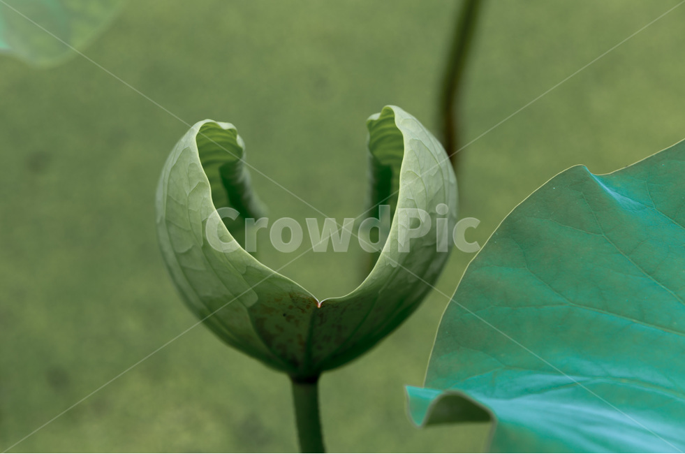 연잎,문양,무늬,습지,자연,식물,자연,plants,nature