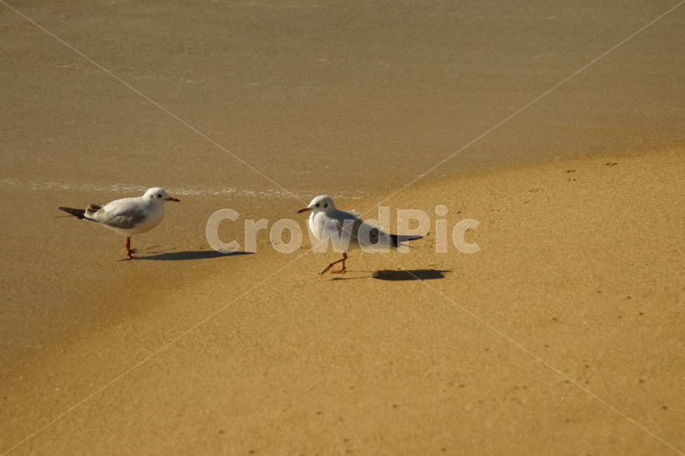 새,bird,동물,animal,자연,sand,모래,갈매기,seagull,해변,바다,beach,sea,동물,animal,조류,새,birds