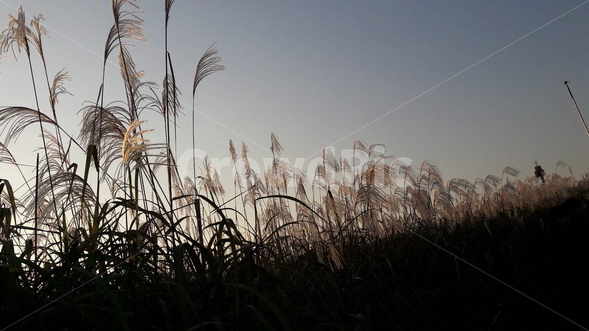 가을,갈대,하늘,붉은,저녁놀,가을,계절,fall,autumn,season,자연,풍경,nature,landscape,grass,잔디,plant,식물,lawn,reed