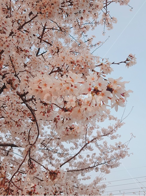 벚꽃,봄,사쿠라,꽃,자연,봄,계절,spring,season,자연,풍경,nature,landscape,식물,plants,꽃,flower,plant,blossom,cherry blossom