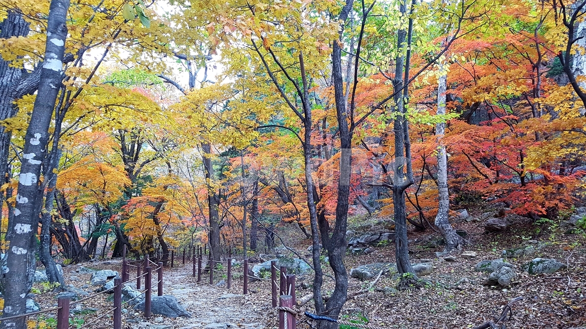 설악산,국립공원,천불동계곡,가을,단풍,가을,계절,fall,autumn,season,자연,풍경,nature,landscape,한국자연풍경,한국자연경관,korea nature landscape,tree,나무,plant,식물