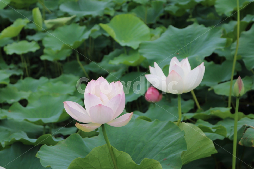 연꽃,여름,고귀,초파일,사찰꽃,식물,자연,plants,nature,꽃,flower