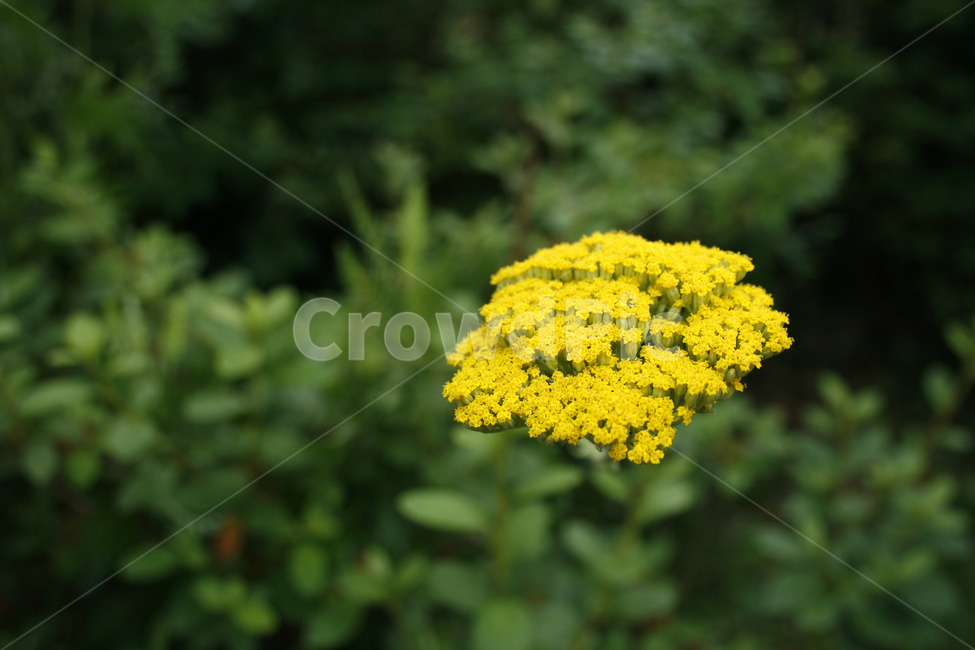 식물,flower,plants,nature,꽃,꽃봉오리,식물,자연,plants,nature,꽃,flower