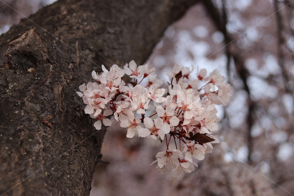 벚꽃,벚꽃나무,꽃,자연,봄,봄,계절,spring,season,식물,자연,plants,nature,꽃,flower,plant,blossom