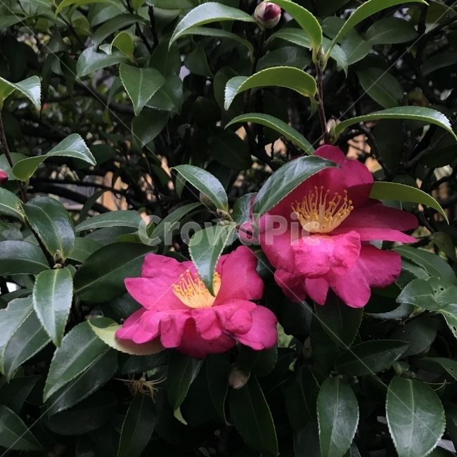 동백꽃,꽃,겨울,일본,풍경,flower,pink,식물,자연,plants,nature,꽃,flower