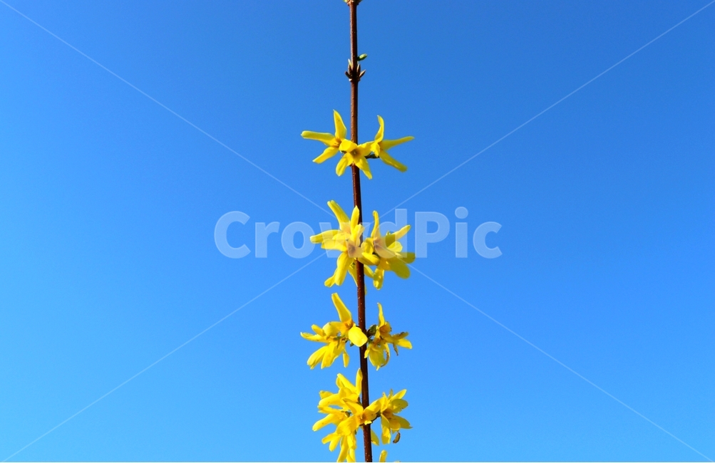 개나리,꽃,노란색,flower,spring,봄,노란꽃