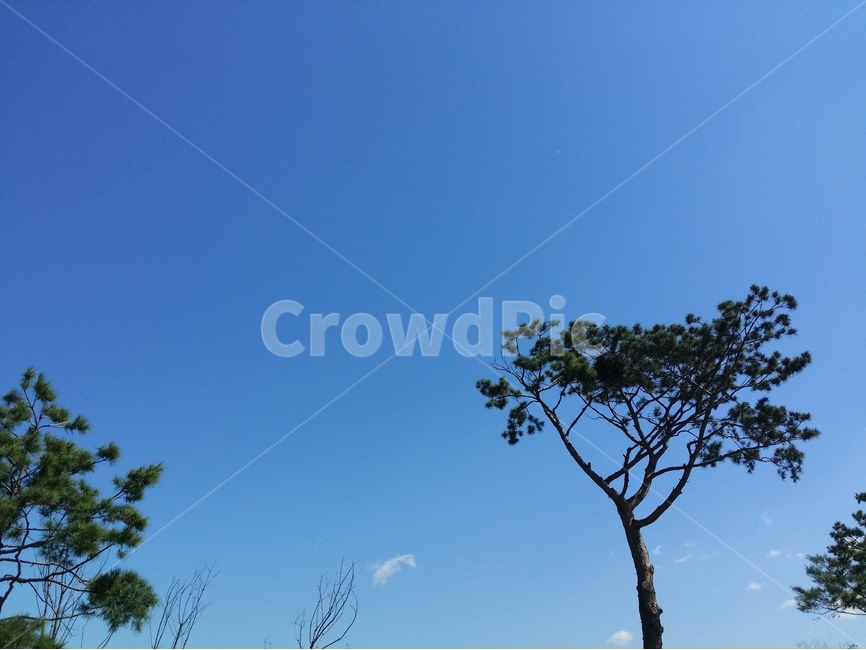 하늘,구름,푸른,sky,blue,cloud,식물,자연,plants,nature,나무,trees,wood