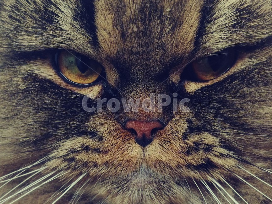 고양이,성난고양이,야옹이,쵸코,야옹,동물,animal,포유류,mammal,고양이,cat,kitten,kitty