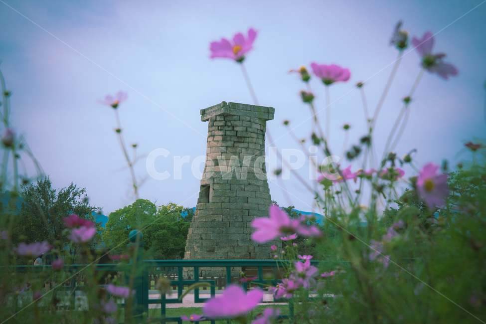 코스모스,경주,여름,오후,분홍꽃,첨성대,한국전통,한국문화,korean traditional,korean culture,랜드마크,landmark,tourist attraction,한국랜드마크,한국관광지,한국명소,korea landmark,korea tourist attraction,건축물,건물외관,exterior,building,structure,architecture,construction
