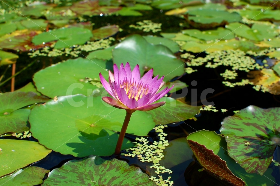연꽃,수련,풍경사진,꽃,호수,식물,자연,plants,nature,꽃,flower