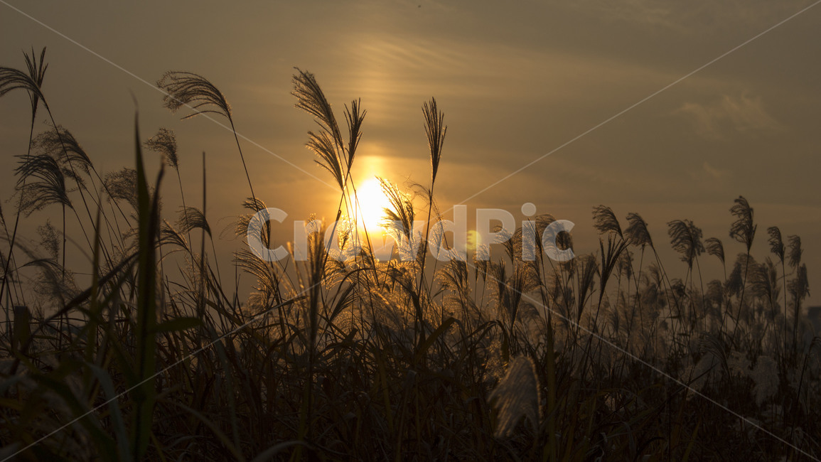 노을,갈대,갈대밭,sunset,fall,reed