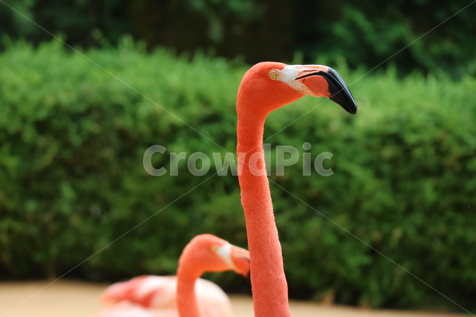 홍학,플라밍고,플라멩고,옆모습,새,동물,조류,학,부리,빨간,여름,동물,animal,조류,새,birds