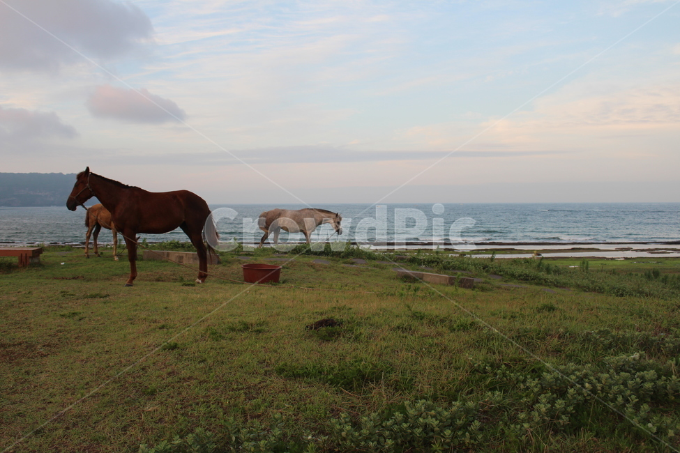 말,제주도,동물,평화,horse,jeju,동물,animal,포유류,mammal,산업,industry,industrial,목축업,목장,livestock farming,ranching,pasture