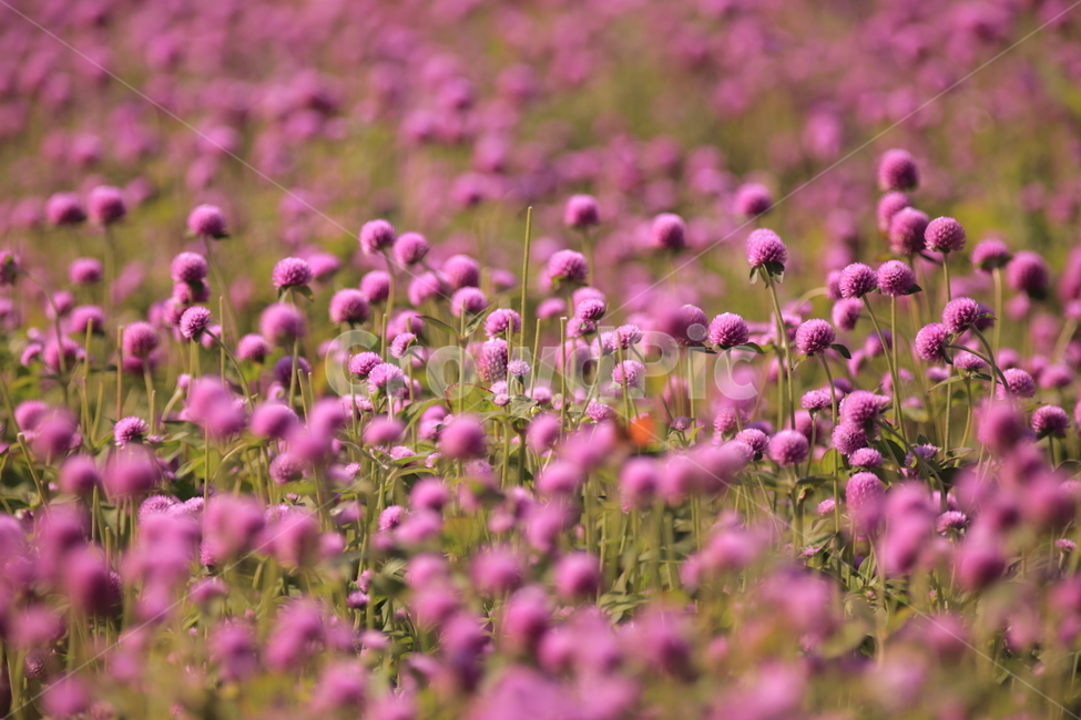 오이풀,가을꽃,burnet,빨강,보라,애기꽃,식물,자연,plants,nature,꽃,flower