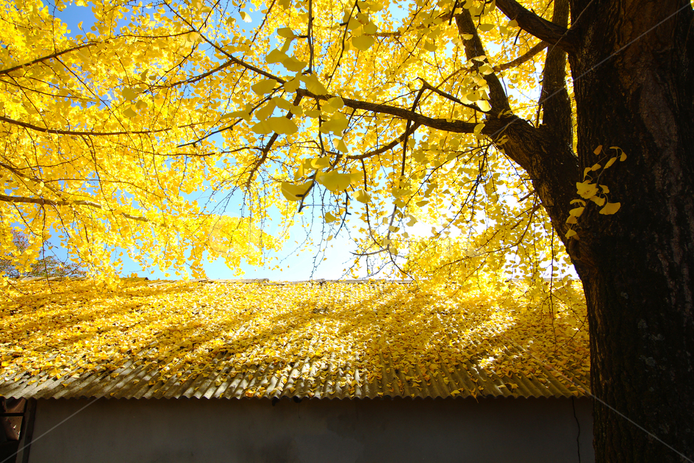 가을,은행,은행나무,지붕,낙엽,가을하늘,노란색,가을,계절,fall,autumn,season,tree,나무,plant,식물