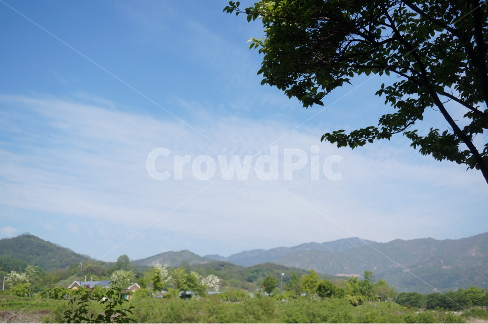 봄,상림공원,나무,초록,하늘,시원시원,상쾌,산책,자연,풍경,nature,landscape,outdoors,옥외,tree,plant,식물