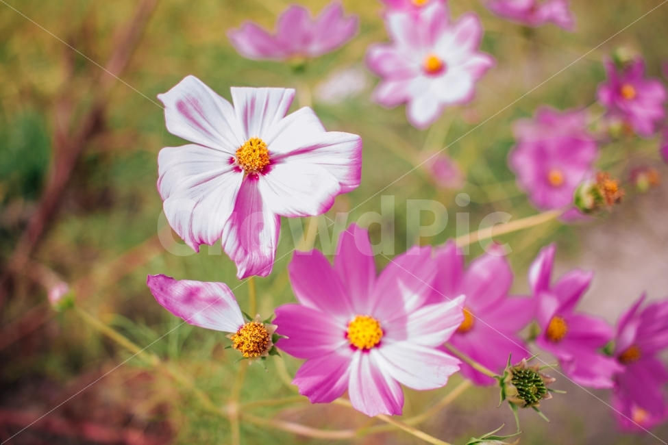 가을,코스모스,꽃,감성,풍경,자연,식물,가을,계절,fall,autumn,season,식물,자연,plants,nature,꽃,flower,plant,blossom,geranium,제라늄