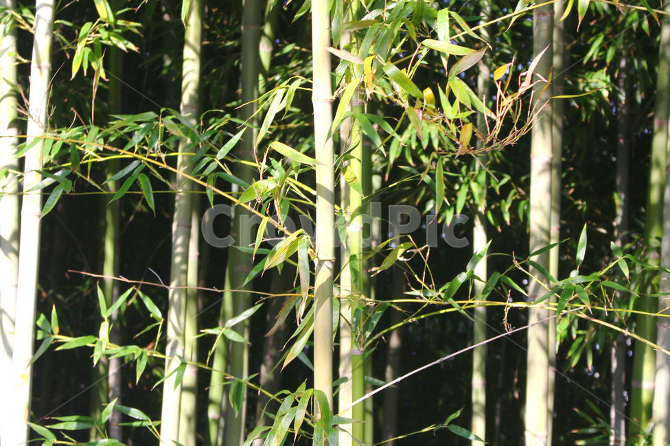 대나무,죽녹원,풍경,자연,감성,나무,tree,힐링,휴식