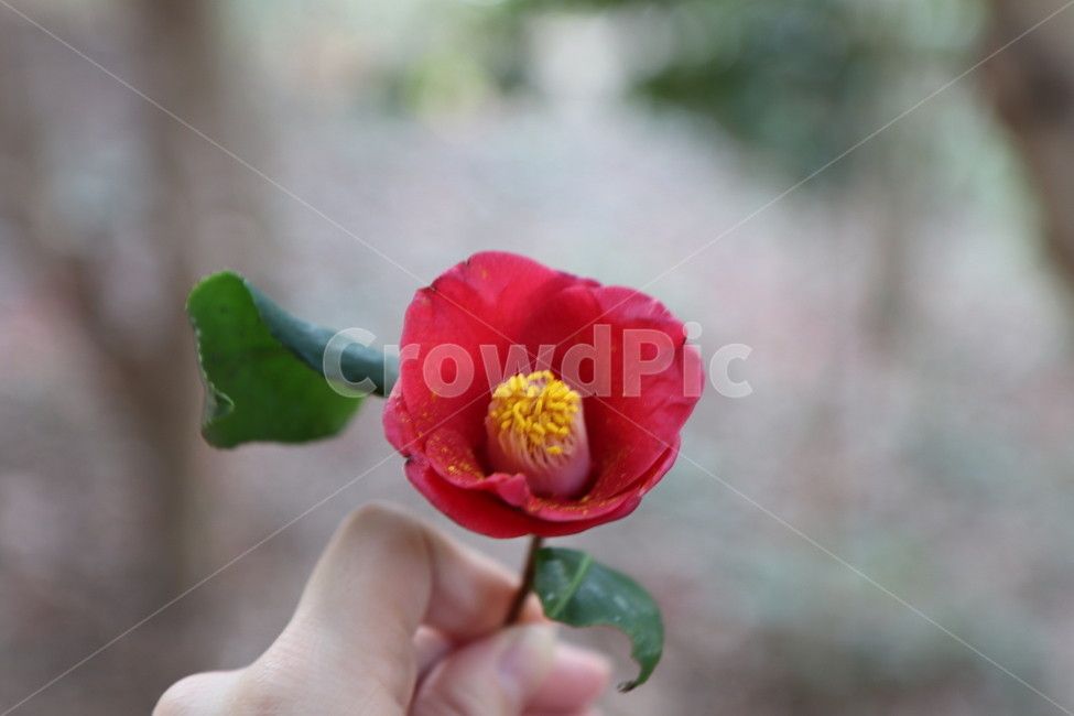 꽃,빨간색,동백꽃,한송이,초봄,꽃,flower