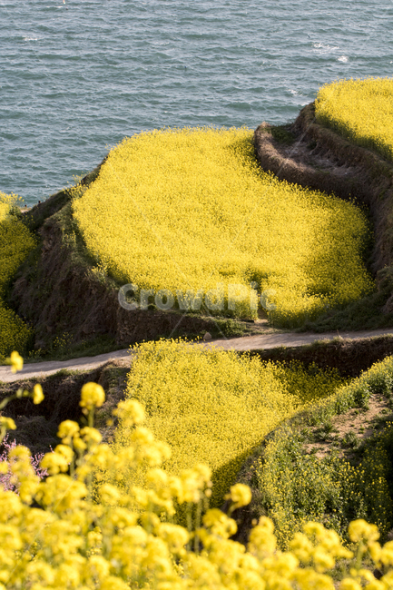 유채,유채꽃,다랭이논,바다,봄,봄꽃,봄,계절,spring,season,자연,풍경,nature,landscape,plant,식물,moss,이끼