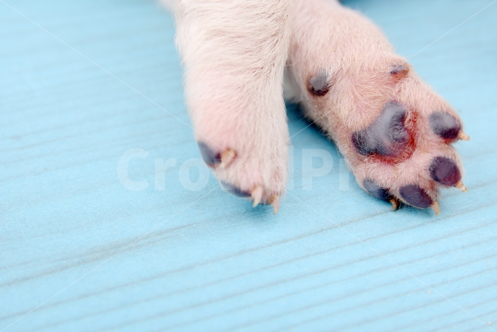개,개발바닥,발바닥,동물,다리,발,애완견,바탕화면,동물,animal,포유류,mammal,개,강아지,dog,doggy